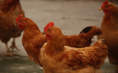 家禽动物母鸡高清桌面壁纸下载(二) 1920×1200高清大图预览