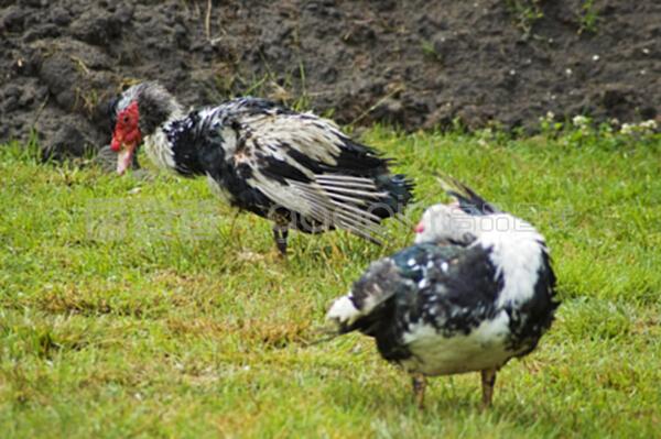 家禽肉与日用品 日常生活中的必需品