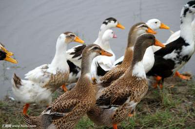 鸭瘟的有效应对与治疗策略
