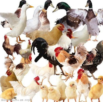 家禽与日用品的视觉融合 创意图片素材集锦