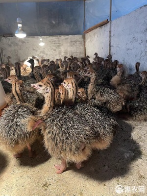 鸵鸟苗批发 180元/只的优质选择与专业技术服务