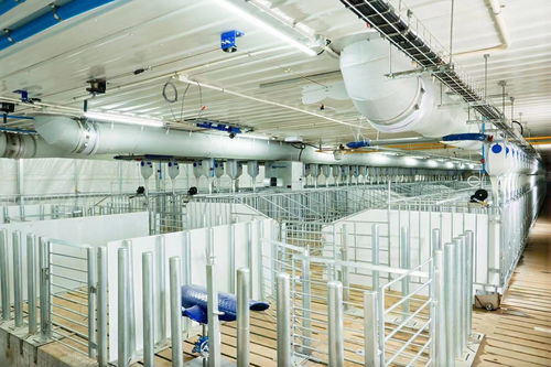 科技赋能，高效养殖新标杆——探访神农那隆猪厂 一人管理258头猪背后的降本增效实践