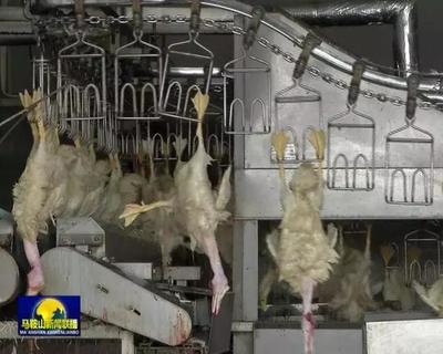 马鞍山市家禽配送中心开业 一站式服务助力家禽产业发展