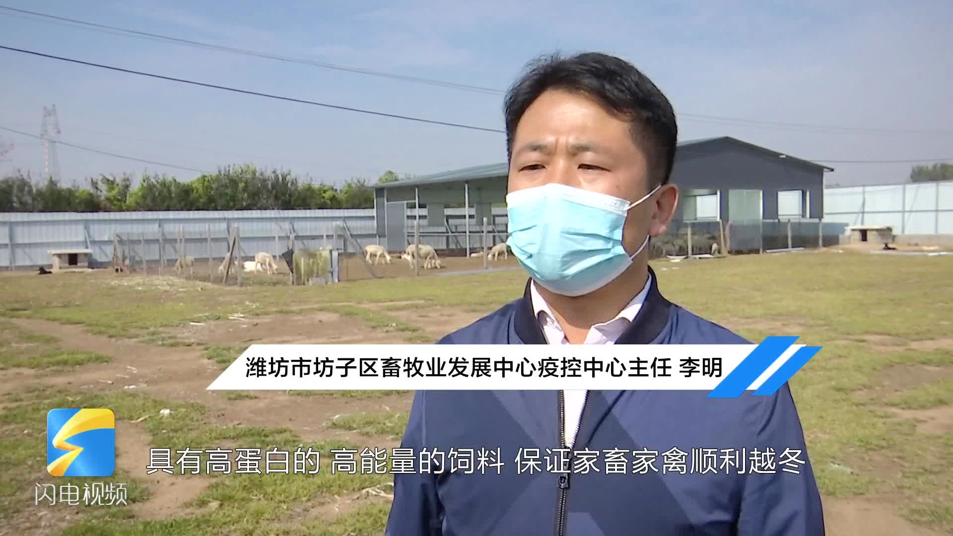 筑牢畜禽防疫屏障 坊子区7支技术服务队一线护航，完成超247万头（羽）免疫接种