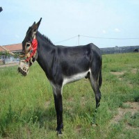 家禽技术服务 农业技术多元化发展的关键一环