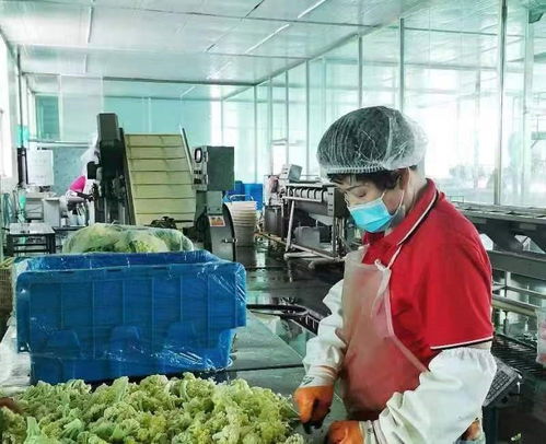 中国人寿财险推出预制菜专属保险，以金融科技护航食品安全与产业发展