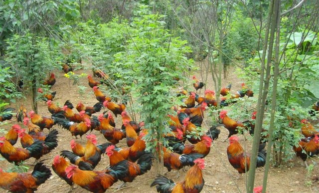 科技赋能，绿羽翱翔——雷山县生态家禽技术服务团队创新创业行动初见成效