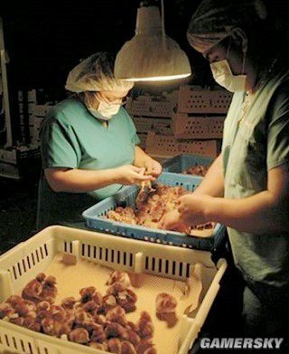 闻屁也能赚钱？世界各国奇葩风俗大比拼 家禽技术服务