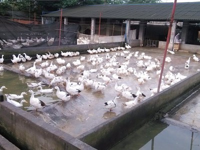深耕家禽健康，赋能养殖未来 我们专业技术服务的行业承诺