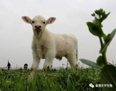夏季长途运输小猪应激防控与处理指南