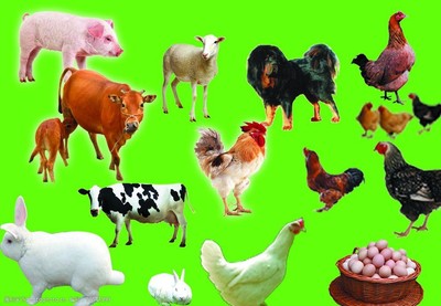 家禽与水产品 餐桌上的营养双雄