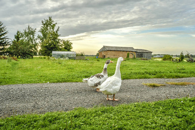 家禽农场中的小鸡 饲养管理与经济价值