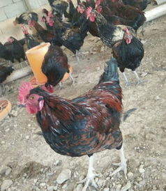 林地围网养鸡模式的管理要点