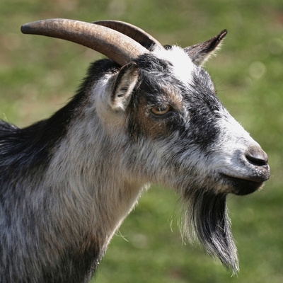 上饶县双合牧业养殖场 专业家禽技术服务，助力现代化养殖