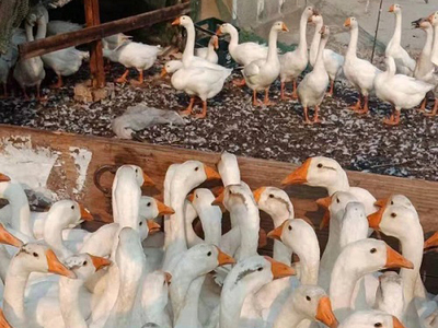 专业家禽服务与优质云南鹅苗 选择鸿林农业的卓越价值