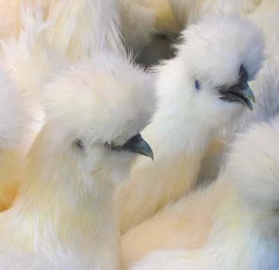 白凤乌鸡苗价格及广州求进农业家禽技术服务解析