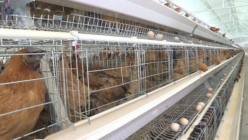 博士后科技服务助力纳雍源生牧业家禽养殖技术升级