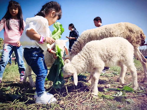 秋高气爽，家禽技术服务助力农场高效发展