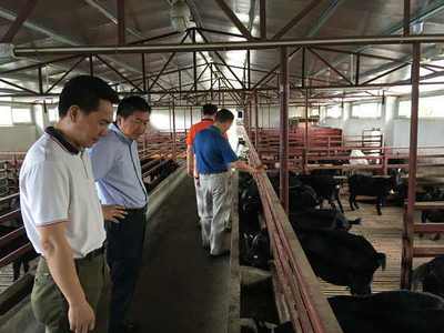 农科新故事|广东省农科院动卫所 聚焦疫病防控 勇攀兽医科技高峰 家禽技术服务